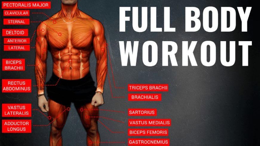 phul-vs-full-body-workout-which-is-better